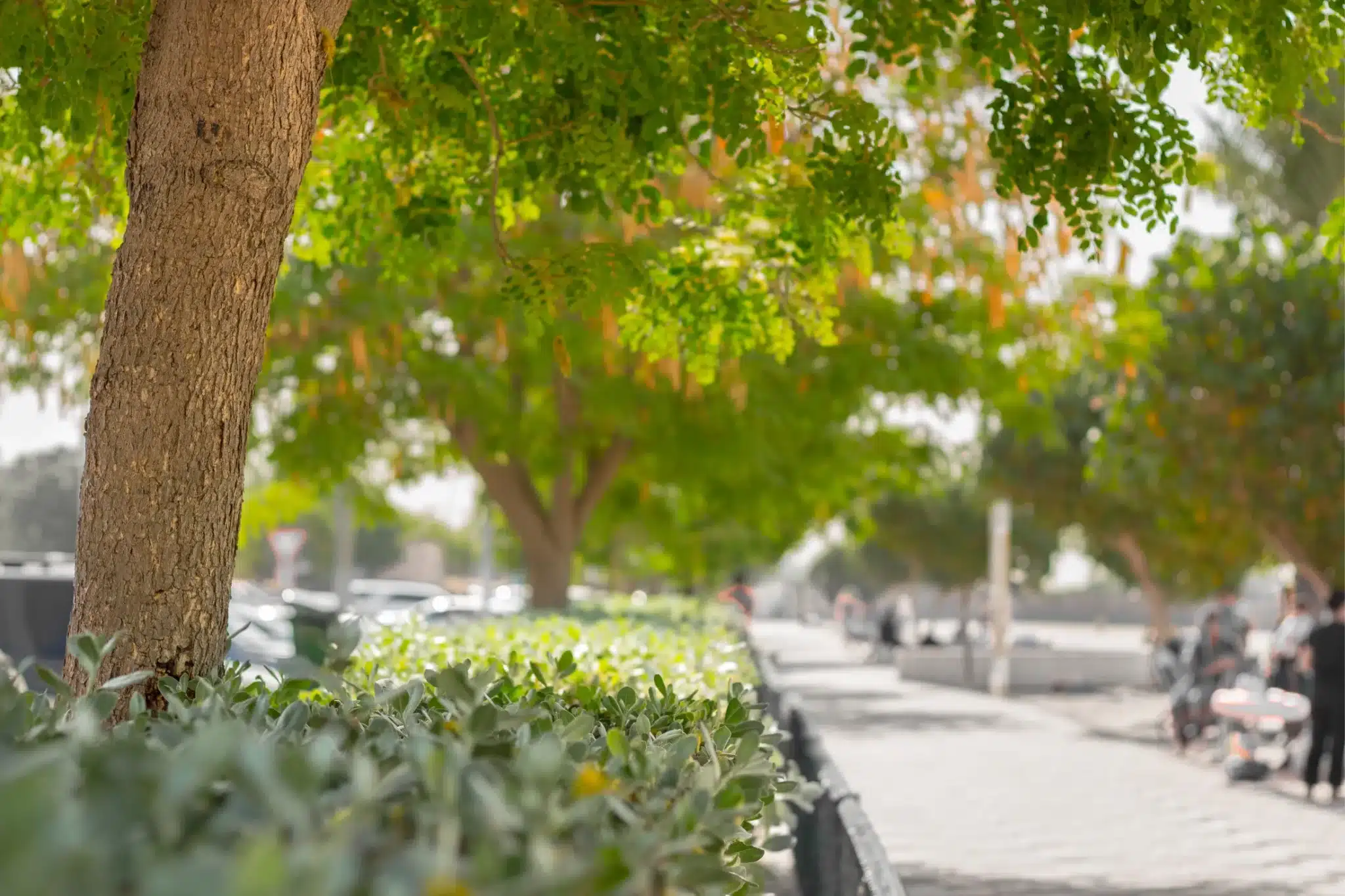 الأشجار والمساحات الخضراء في أحد المتنزهات في أبوظبي.