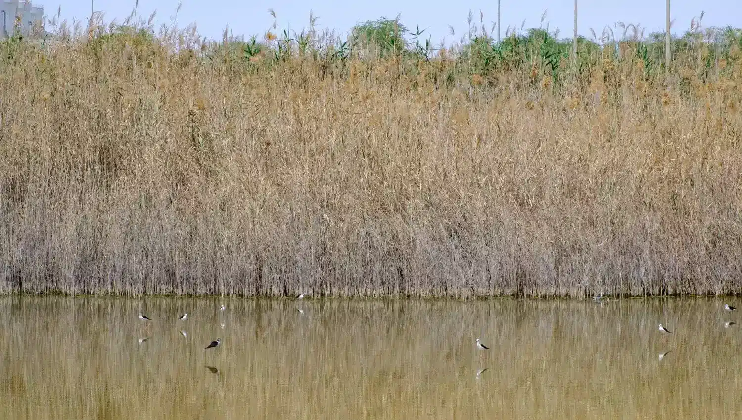 Al Wathba Water Reserve and its birds