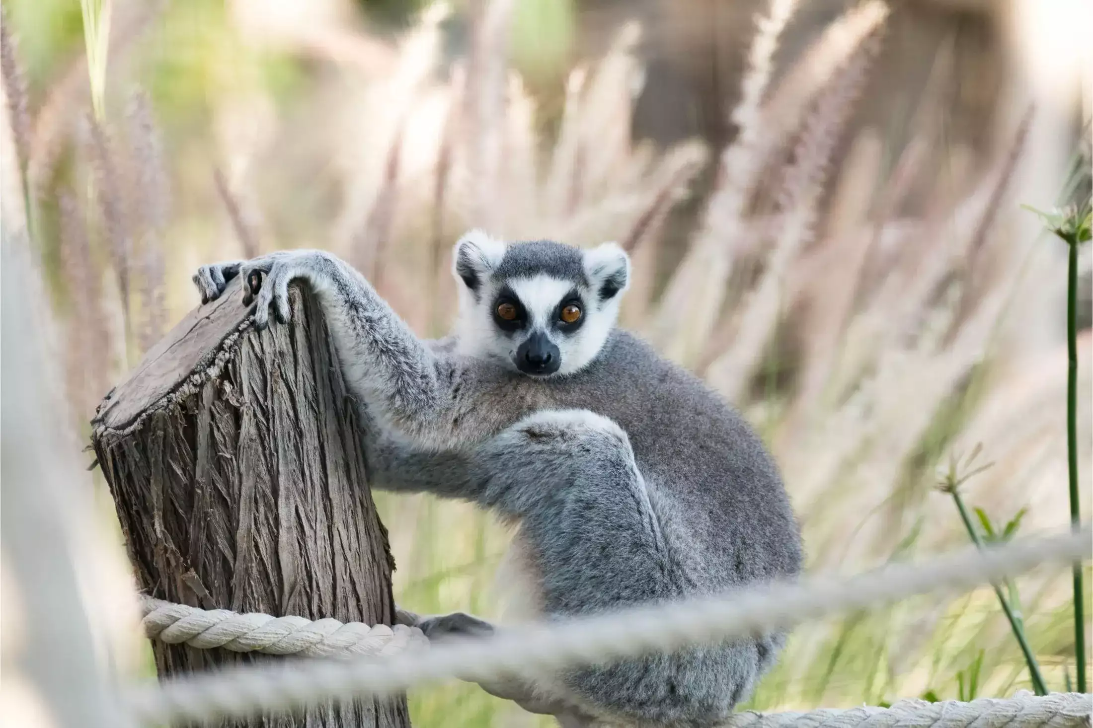 Lemur im Zoo von Al Ain