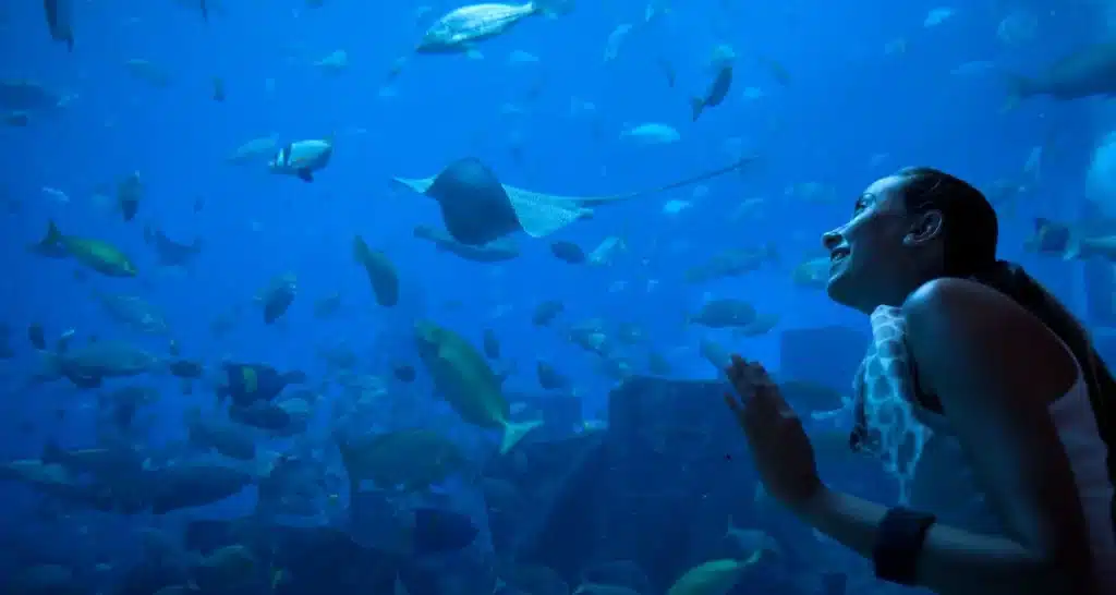 Visitor admiring marine life through the glass at SeaWorld, one of the top indoor activities in Abu Dhabi.