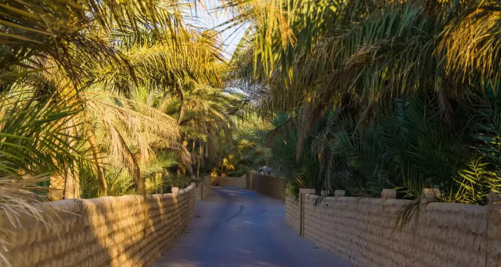Von Palmen gesäumter, schattiger Wanderweg im Green Mubazzarah in Al Ain