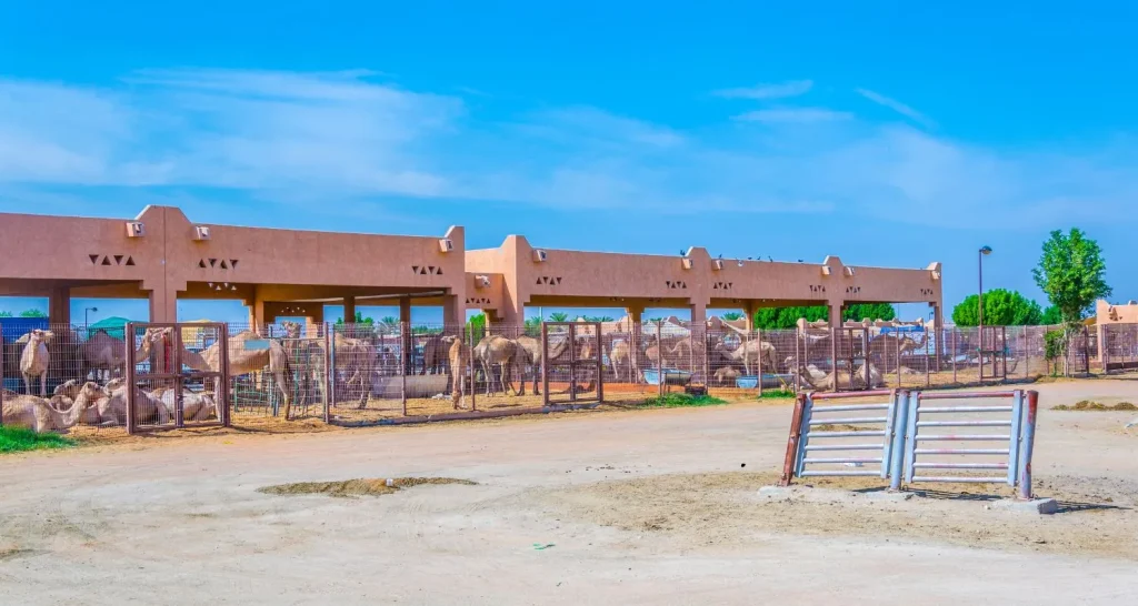 Weitwinkelaufnahme der Kamelställe und Gehege auf dem Kamelmarkt von Al Ain