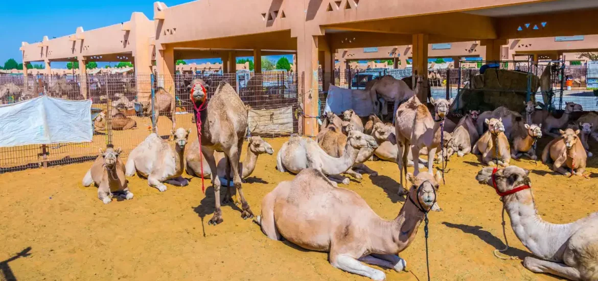 Gruppe von Kamelen, die sich in Gehegen auf dem Kamelmarkt von Al Ain ausruhen und stehen