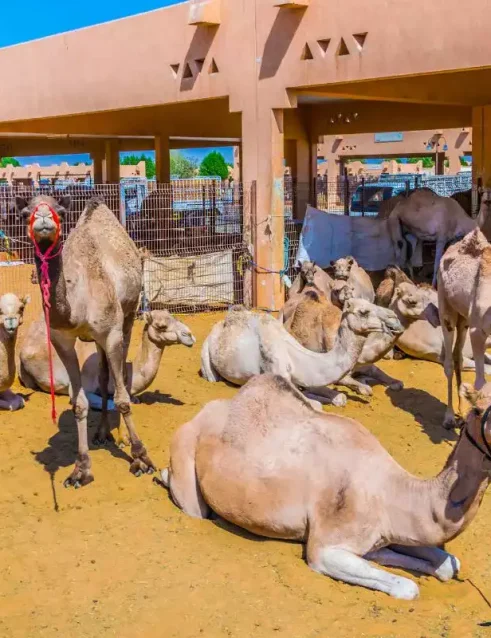 Gruppe von Kamelen, die sich in Gehegen auf dem Kamelmarkt von Al Ain ausruhen und stehen
