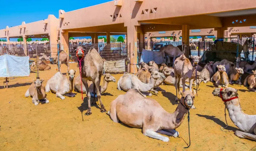 Gruppe von Kamelen, die sich in Gehegen auf dem Kamelmarkt von Al Ain ausruhen und stehen