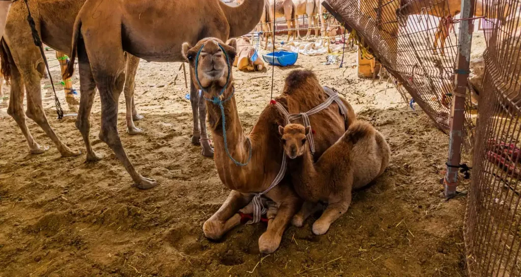 Mutterkamel ruht sich mit ihrem Kalb im Gehege des Al Ain Camel Market aus.