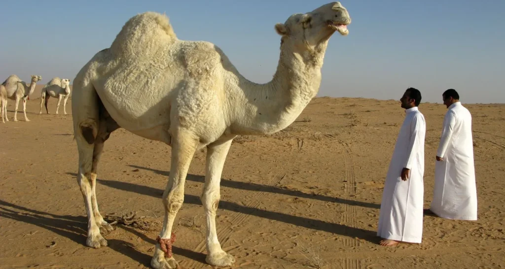 Beduinenhändler mit Kamel in der Wüste auf dem Kamelmarkt von Al Ain