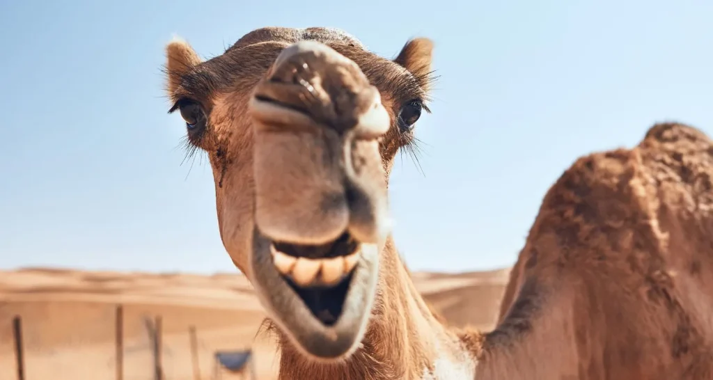 Nahaufnahme des Gesichtsausdrucks eines Kamels vor dem Hintergrund der Wüste auf dem Kamelmarkt von Al Ain
