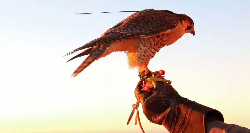 Falknerei-Vorführung zur Präsentation des kulturellen Erbes der Emirate beim Sheikh Zayed Festival.