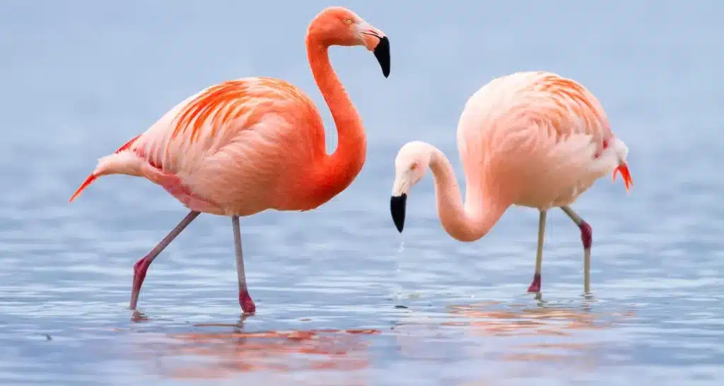 Flamingos waten im seichten Küstenwasser in der Nähe der Strände von Abu Dhabi und Mangrovengebieten.
